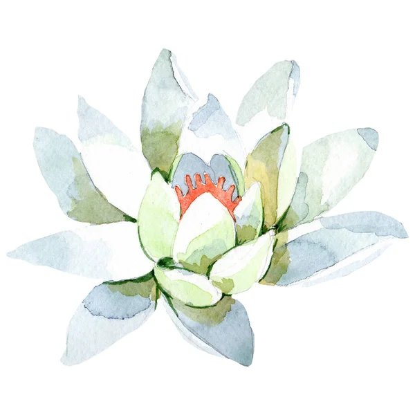 Witte lotus. Floral botanische bloem. Aquarel achtergrond afbeelding instellen. Geïsoleerde lotus afbeelding element. — Stockfoto