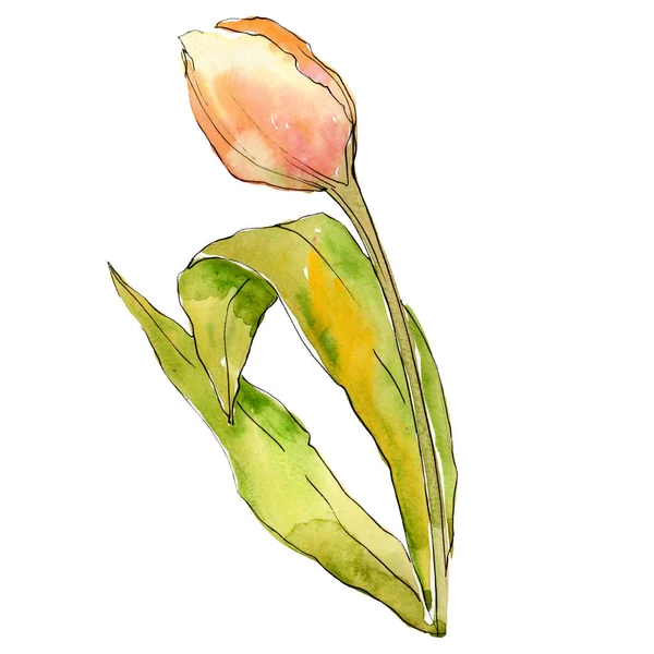 Oranje tulip bloem met groen blad. Geïsoleerde tulip illustratie element. Aquarel achtergrond afbeelding instellen. — Stockfoto