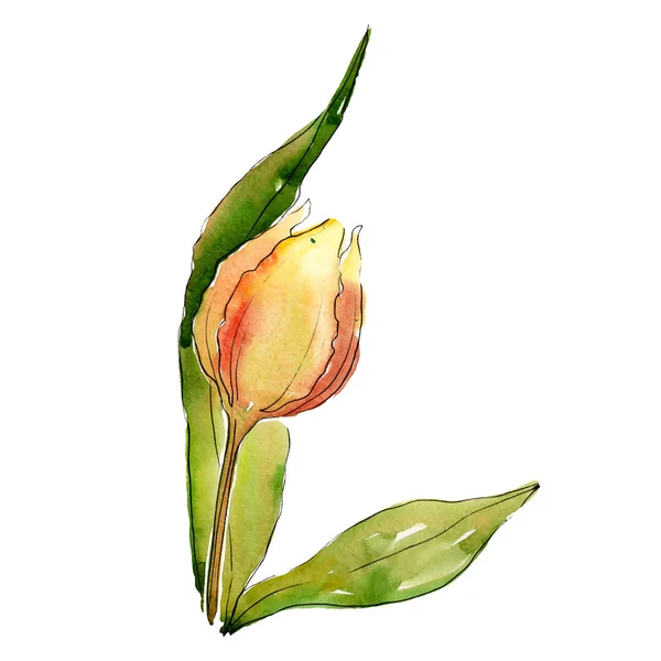 Λουλούδι πορτοκαλί τουλίπα με πράσινο φύλλο. Απομονωμένη τουλίπα εικόνα στοιχείο. Ακουαρέλα φόντο εικόνα σετ. — Φωτογραφία Αρχείου