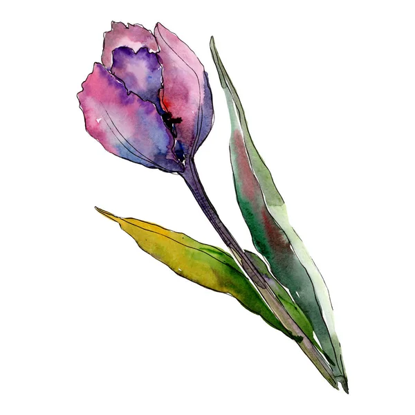 Flor de tulipa roxa. Isolado elemento ilustração tulipa. Conjunto de ilustração de fundo aquarela . — Fotografia de Stock