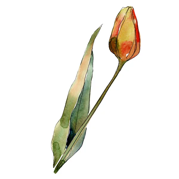 Orange tulip çiçek yaprak yeşil ile. İzole lale illüstrasyon öğesi. Suluboya arka plan illüstrasyon seti. — Stok fotoğraf