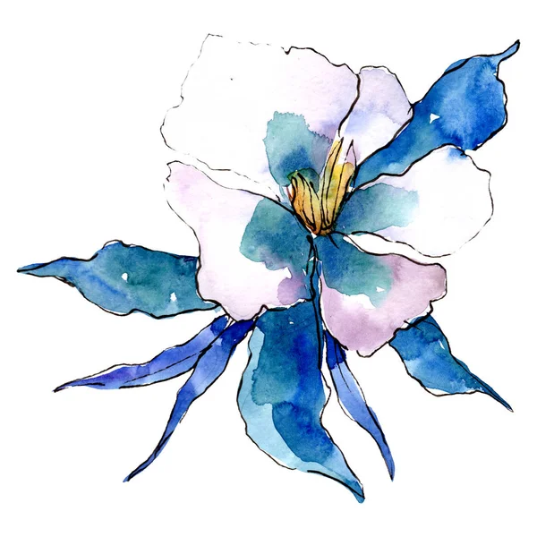 블루 aquilegia 꽃입니다. 절연된 aquilegia 그림 요소입니다. 수채화 배경 그림 설정. — 스톡 사진