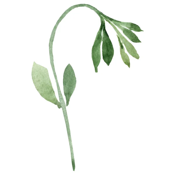 Geïsoleerde sweet pea afbeelding element. Groene blad. Aquarel illustratie ingesteld op witte achtergrond. — Stockfoto