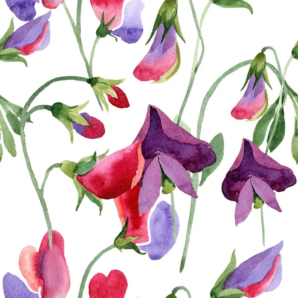 Květina červená sweet pea. Akvarelu ilustrace na bílém pozadí. Vzor bezešvé. Fabric tapety tisku textura. — Stock fotografie