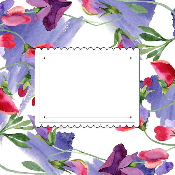 Rode sweet pea bloemen. Lente blad wildflower. Aquarel achtergrond afbeelding instellen. Frame plein. — Stockfoto