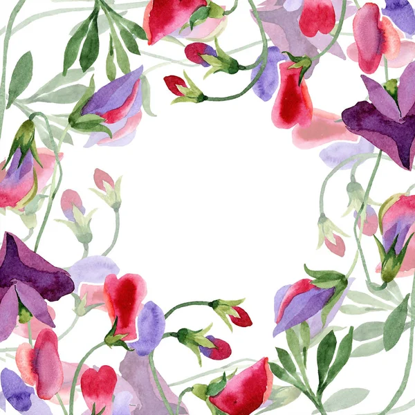 Red sweet pea flowers. Spring leaf wildflower. Watercolor illustration set. Floral border on white background.