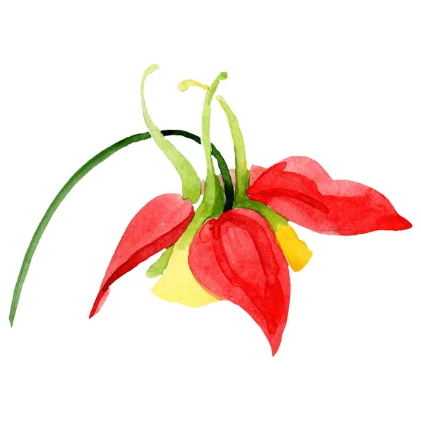 Bunga aquilegia kuning merah. Unsur ilustrasi akuilegia yang terisolasi. Gambar latar belakang cat air ditata . — Stok Foto