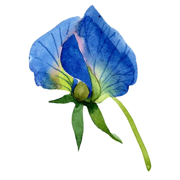 Flor de ervilha doce azul. Isolado elemento de ilustração de ervilha doce. Ilustração aquarela definida no fundo branco . — Fotografia de Stock