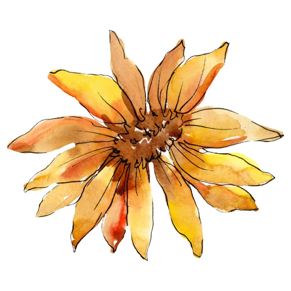 Oranje aster. Floral botanische bloem. Aquarel achtergrond afbeelding instellen. Geïsoleerde aster afbeelding element. — Stockfoto