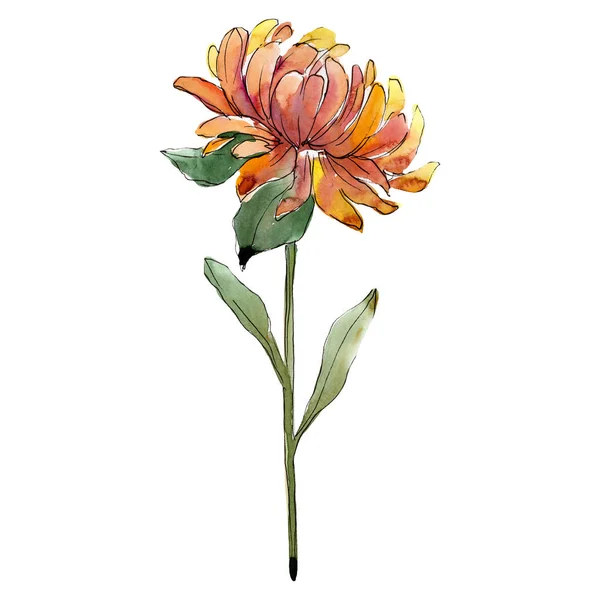 Oranje aster bloem met groen blad. Geïsoleerde aster illustratie element. Aquarel achtergrond afbeelding instellen. — Stockfoto