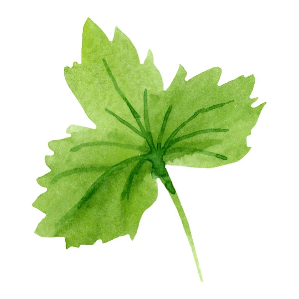 녹색 잎 식물 식물원 꽃 단풍입니다. 격리 된 잎 그림 요소입니다. 수채화 배경 세트. — 스톡 사진