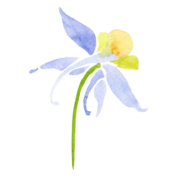 Modrá žlutá aquilegia květina. Izolované aquilegia prvek obrázku. Sada akvarel pozadí obrázku. — Stock fotografie