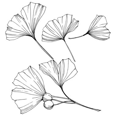 Vektör. Siyah ve beyaz ginkgo yaprağı kazınmış. Botanik bahçe bitki. İzole ginkgo illüstrasyon öğesi.