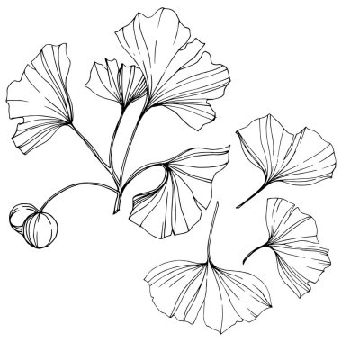 Vektör. Siyah ve beyaz ginkgo yaprağı kazınmış. Botanik bahçe bitki. İzole ginkgo illüstrasyon öğesi.