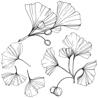 Vektör. Siyah ve beyaz ginkgo yaprağı kazınmış. Botanik bahçe bitki. İzole ginkgo illüstrasyon öğesi.