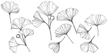 Vektör. Siyah ve beyaz ginkgo yaprağı kazınmış. Botanik bahçe bitki. İzole ginkgo illüstrasyon öğesi.