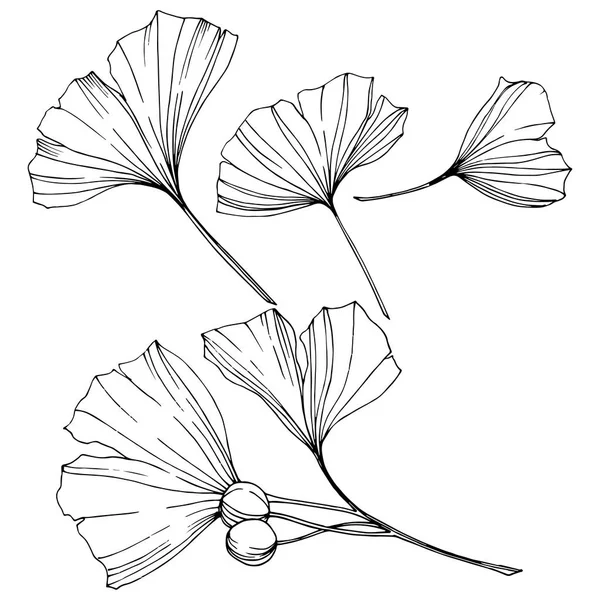 Vektor. Vyryté černé a bílé ginkgo list. Rostliny Botanická zahrada. Prvek ilustrace izolované Gingo. — Stockový vektor