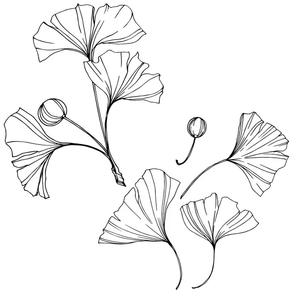 Vettore. Foglia di ginkgo incisa in bianco e nero. Orto botanico vegetale. Elemento isolante di illustrazione ginkgo . — Vettoriale Stock