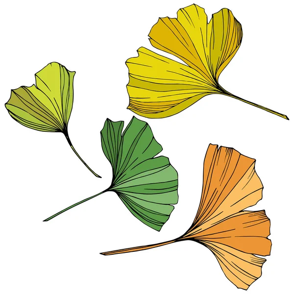 Vector. Folha de ginkgo. Jardim botânico vegetal. Isolado ginkgo ilustração elemento no fundo branco . —  Vetores de Stock