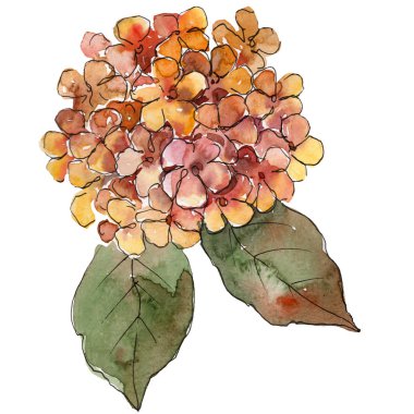 Turuncu ortanca çiçek yeşil yaprakları ile. İzole ortanca illüstrasyon öğesi. Suluboya arka plan ayarlamak.