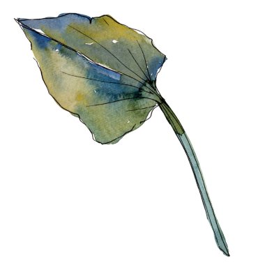 Yeşil yaprak. Suluboya arka plan illüstrasyon küme. İzole yaprak illüstrasyon öğe beyaz arka plan üzerinde.