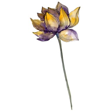 Sarı nilüfer. Botanik çiçek. Suluboya arka plan illüstrasyon küme. İzole lotus illüstrasyon öğesi.