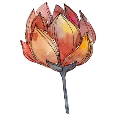 Turuncu lotus. Botanik çiçek. Suluboya arka plan illüstrasyon küme. İzole lotus illüstrasyon öğesi.