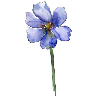 Mor cosmos çiçek. Suluboya arka plan ayarlamak. Örnek elemanı izole cosmos çiçek.