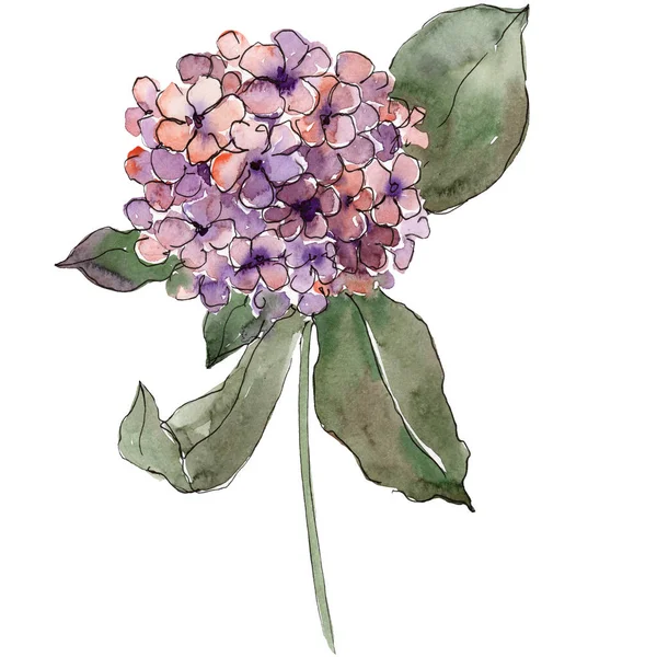 Фиолетовый цветок гортензии с зелеными листьями. Изолированный элемент иллюстрации гортензии. Акварель . — стоковое фото