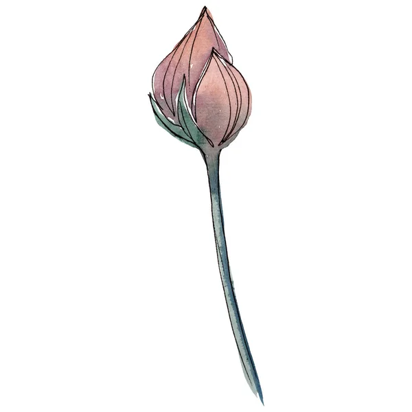Πορτοκαλί lotus οφθαλμός. Floral βοτανικό λουλούδι. Ακουαρέλα φόντο εικόνα σύνολο. Απομονωμένη οφθαλμός εικονογράφηση στοιχείο. — Φωτογραφία Αρχείου
