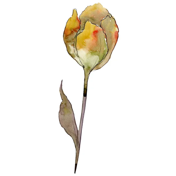 Yellow tulip flower with green leaf. Isolated tulip illustration element. Watercolor background illustration set. — Stock Photo, Image