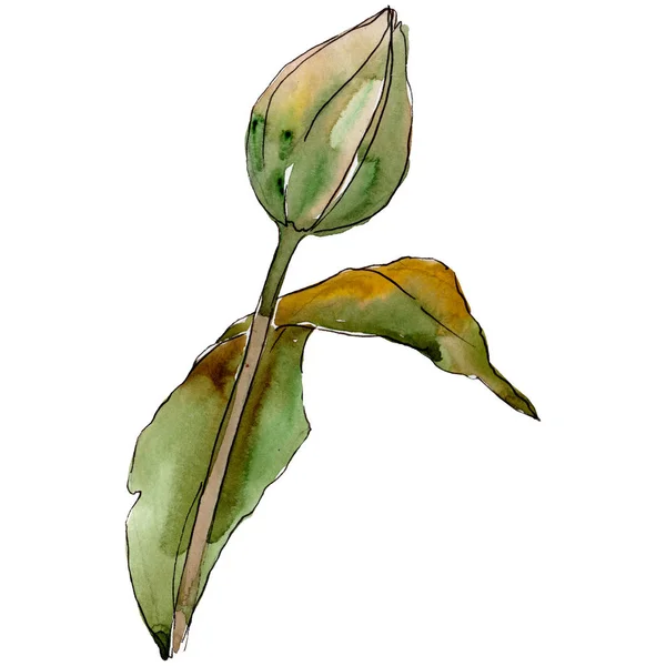 Bud tulip kwiat z zielonych liści. Element ilustracja na białym tle tulip. Zestaw ilustracji tle akwarela. — Zdjęcie stockowe