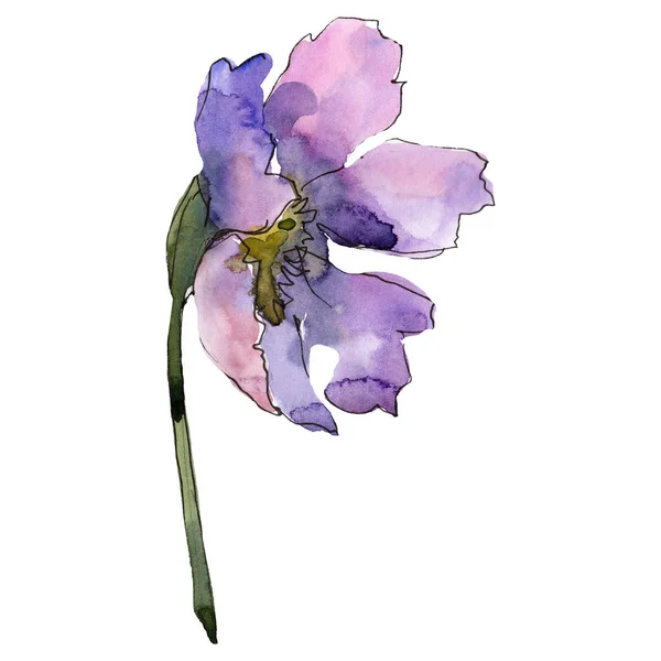 Flor de cosmos púrpura. Conjunto de fondo acuarela. Cosmos aislados flor elemento de ilustración . — Foto de Stock