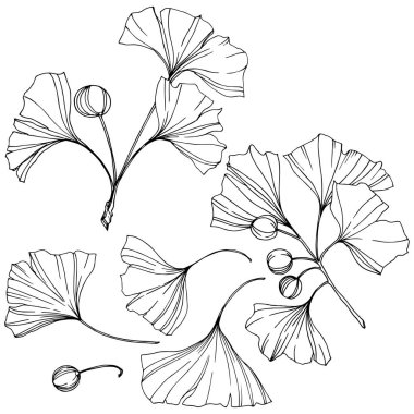 Vektör. Siyah ve beyaz ginkgo yaprağı kazınmış. Botanik bahçe bitki. İzole ginkgo illüstrasyon öğesi.
