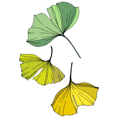 Vektör. Ginkgo yaprağı. Botanik bahçe bitki. İzole ginkgo illüstrasyon öğe beyaz arka plan üzerinde.