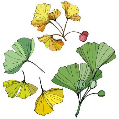 Vektör. Ginkgo yaprağı. Botanik bahçe bitki. İzole ginkgo illüstrasyon öğe beyaz arka plan üzerinde.