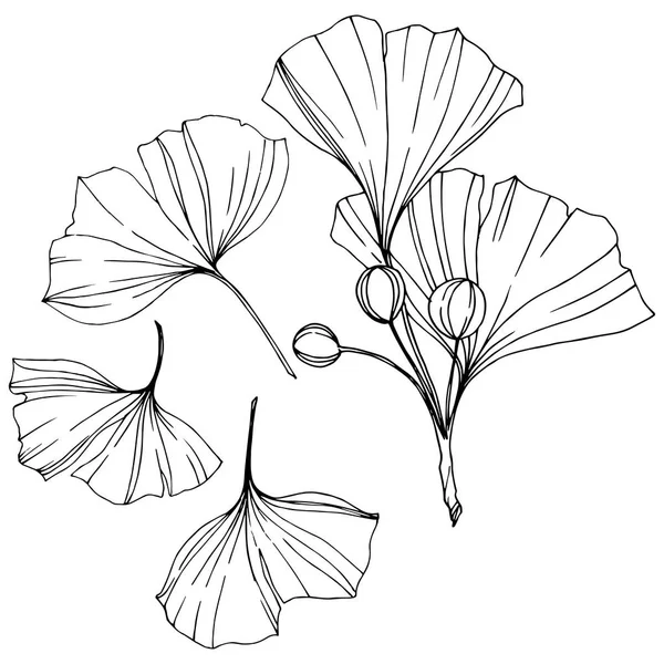 Вектор. Гравированный чёрно-белый лист гинкго. Растение ботанический сад. Изолированный элемент иллюстрации гинкго . — стоковый вектор