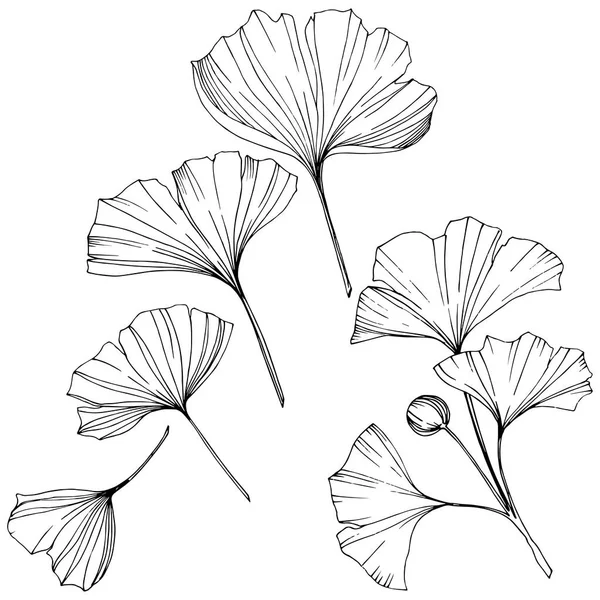 Vector. Folha de ginkgo preto e branco gravada. Jardim botânico vegetal. Elemento de ilustração do ginkgo isolado . — Vetor de Stock