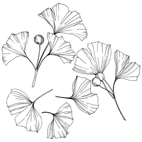 Vektor. graviertes schwarzes und weißes Ginkgoblatt. Pflanzengarten. isoliertes Ginkgo-Illustrationselement. — Stockvektor