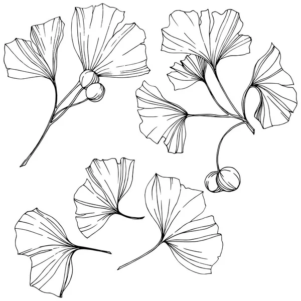 Vektör. Siyah ve beyaz ginkgo yaprağı kazınmış. Botanik bahçe bitki. İzole ginkgo illüstrasyon öğesi. — Stok Vektör