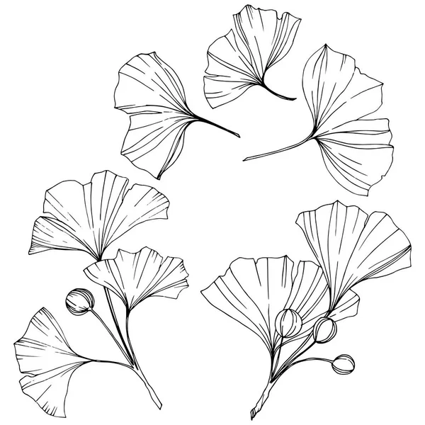 Vector. Folha de ginkgo preto e branco gravada. Jardim botânico vegetal. Elemento de ilustração do ginkgo isolado . — Vetor de Stock