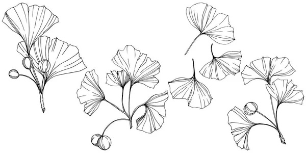 Vector. Hoja de ginkgo grabado en blanco y negro. Planta jardín botánico. Elemento de ilustración de ginkgo aislado . — Vector de stock