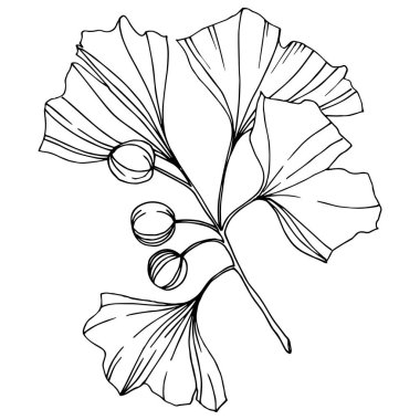 Vektör. Siyah ve beyaz ginkgo yaprağı kazınmış. Botanik bahçe bitki. İzole ginkgo illüstrasyon öğesi.