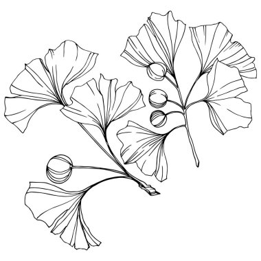 Vektör. Siyah ve beyaz ginkgo yaprağı kazınmış. Botanik bahçe bitki. İzole ginkgo illüstrasyon öğesi.