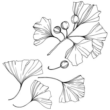 Vektör. Siyah ve beyaz ginkgo yaprağı kazınmış. Botanik bahçe bitki. İzole ginkgo illüstrasyon öğesi.