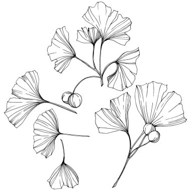 Vektör. Siyah ve beyaz ginkgo yaprağı kazınmış. Botanik bahçe bitki. İzole ginkgo illüstrasyon öğesi.