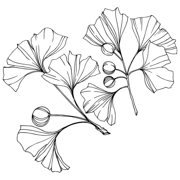 Vektor. Vyryté černé a bílé ginkgo list. Rostliny Botanická zahrada. Prvek ilustrace izolované Gingo. — Stockový vektor