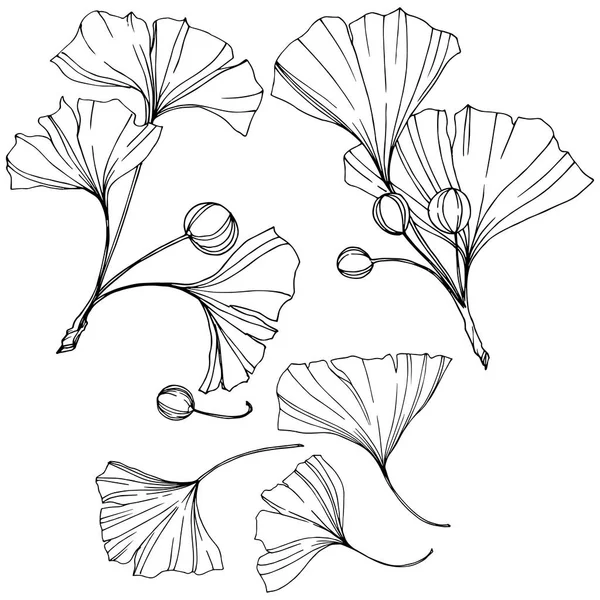 Vektor. graviertes schwarzes und weißes Ginkgoblatt. Pflanzengarten. isoliertes Ginkgo-Illustrationselement. — Stockvektor
