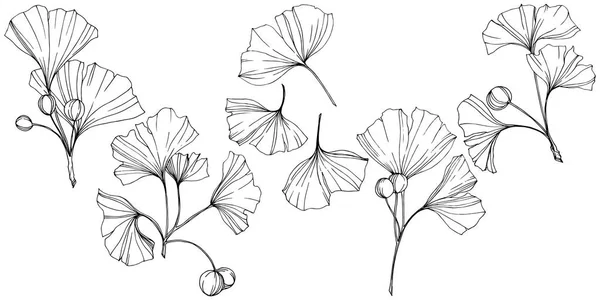 Vector. Folha de ginkgo preto e branco gravada. Jardim botânico vegetal. Elemento de ilustração do ginkgo isolado . — Vetor de Stock