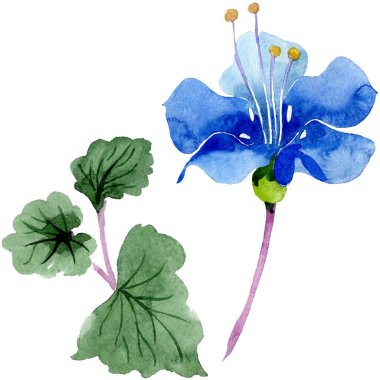 Mavi phacelia. İzole botanik çiçek. Yaprak yeşil kır çiçeği. Suluboya arka plan illüstrasyon seti.